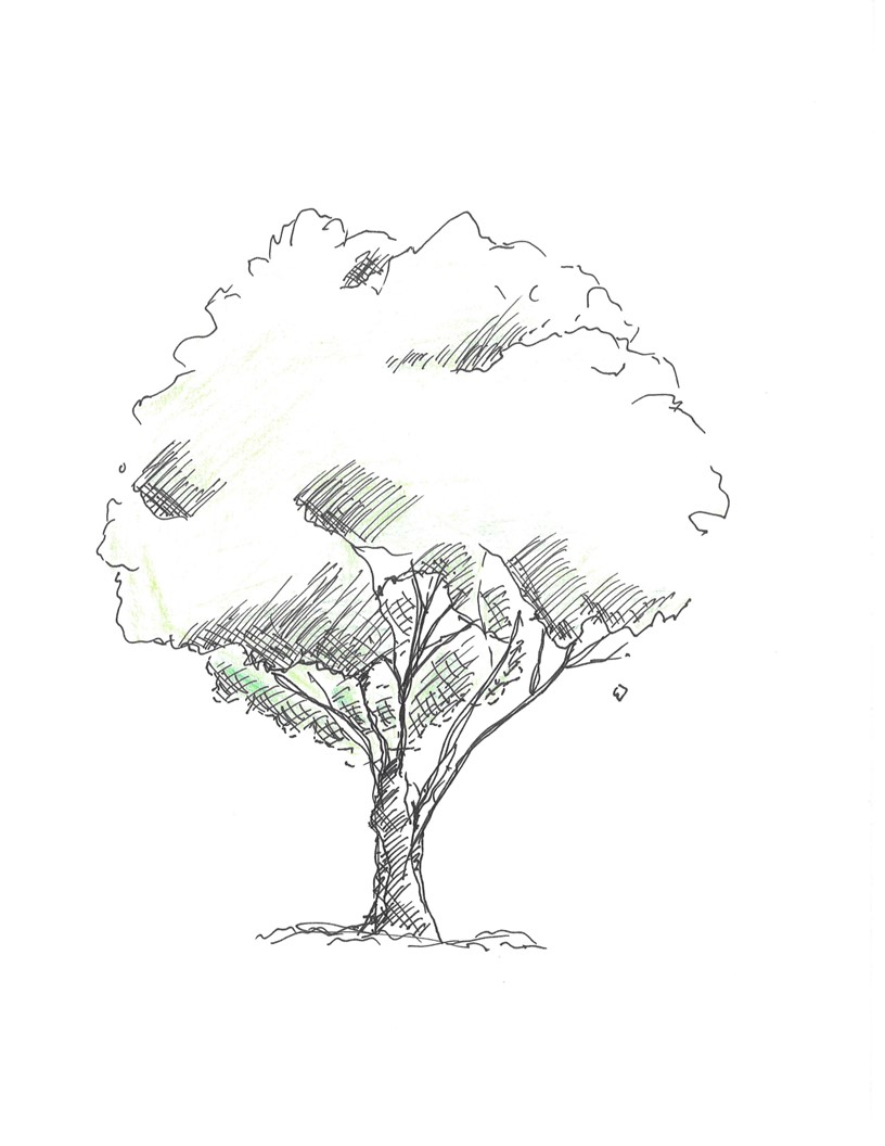 Tree Texture Study