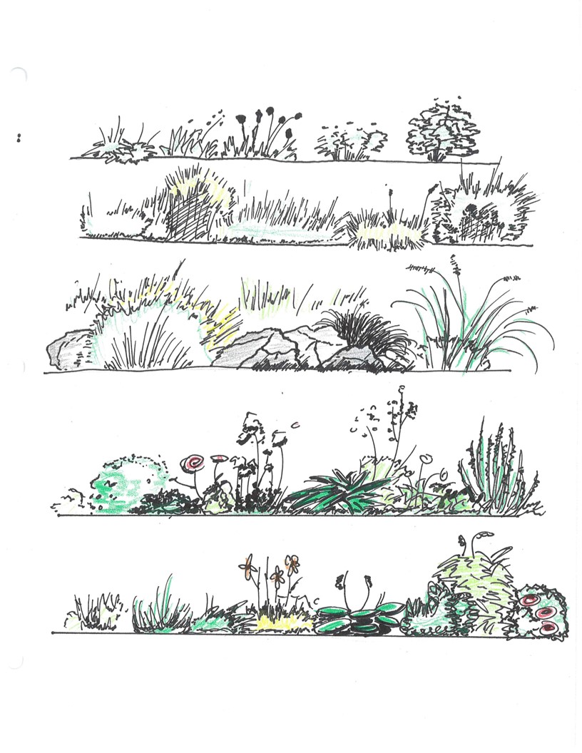 Rock and Shrubs Study